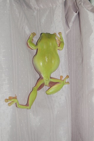 [Frog12.jpg]