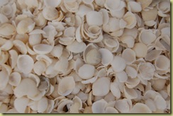 Shells on shell beach