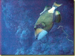 Titan Trigger Fish 2