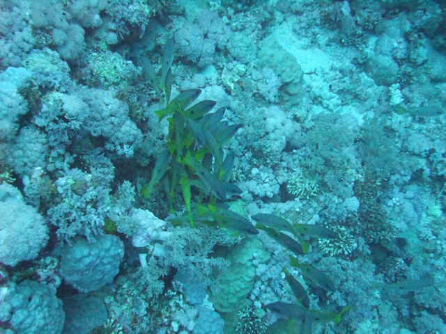 [Fish22.jpg]