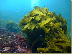 Kelp Clump