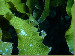 Kelp Leaf