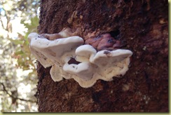 Rain Forrest Fungus