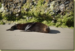Fur Seal 1