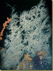 Black Coral-1