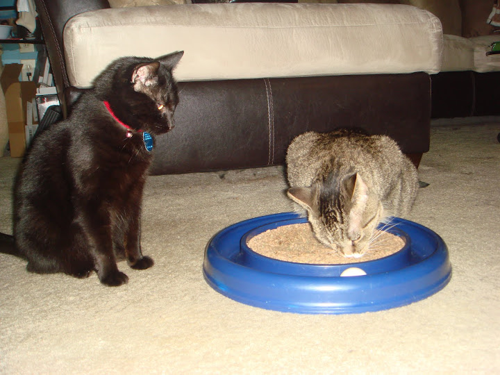 Merlin and Roxy as she plays with catnip-scented toy