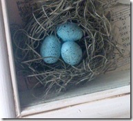 eggs