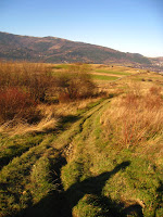 Grapa Photo