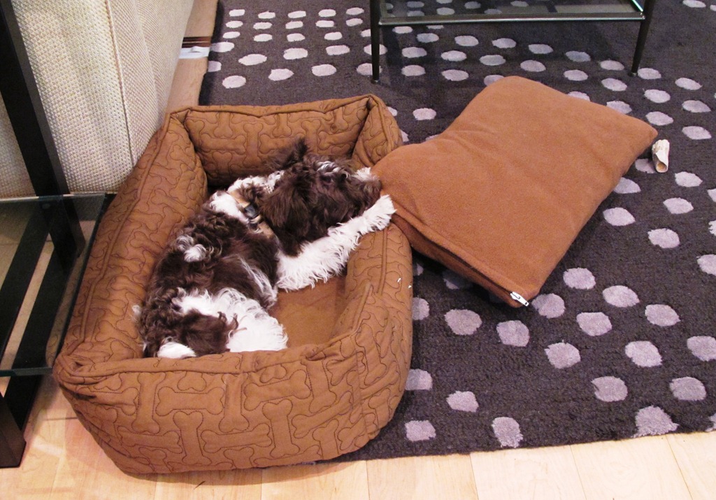 [Leeloo sleepy[3].jpg]