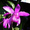 Bletilla Orchid