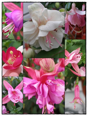 [Fuchsia25.jpg]