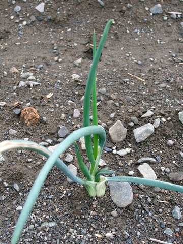 [sommerbilde08111.jpg]