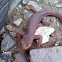 California newt