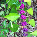 Beautyberry