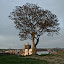 arvorecastelo1.jpg