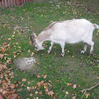 20081025VallbyFriluftsmuseum 20081025VallbyFriluftsmuseum