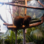 Skansen Skansen