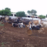 Cattle rescue project II