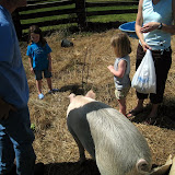 We Love Pigs!