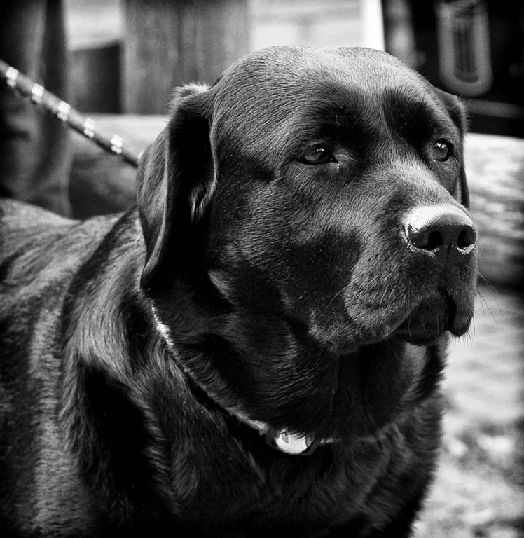 [Dog[3].jpg]