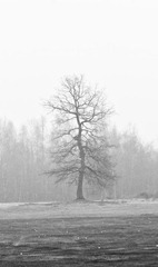 The-Tree-3