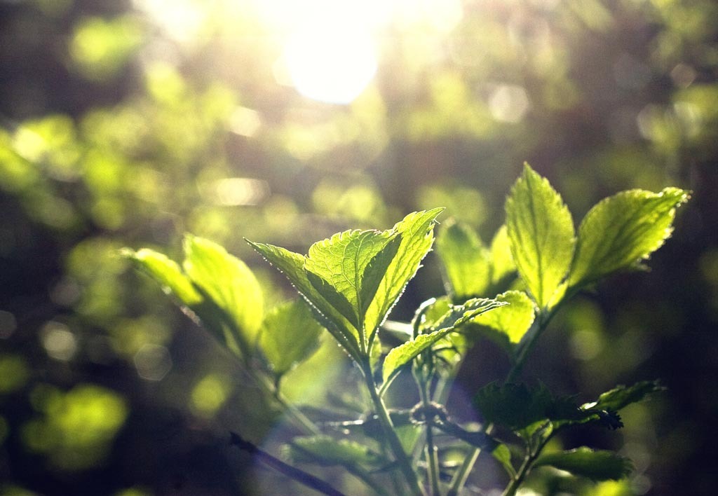 [The-Leaves[3].jpg]