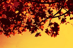 Blossom---Burnt-Sienna