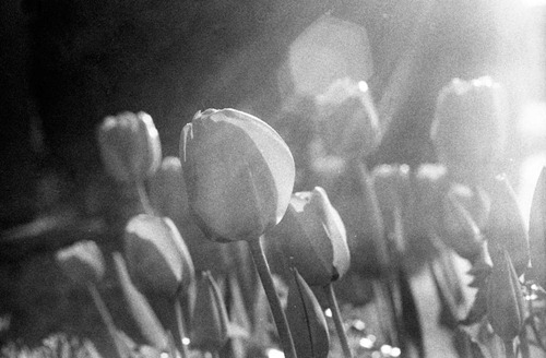 The-Tulips---Film