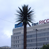 Random palm tree in one of the roundabout thingers in Warsaw