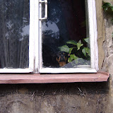 Window dog Window dog