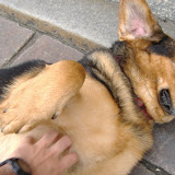 The owner was kind enough to let me pet her.