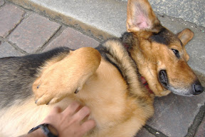 The owner was kind enough to let me pet her. The owner was kind enough to let me pet her.