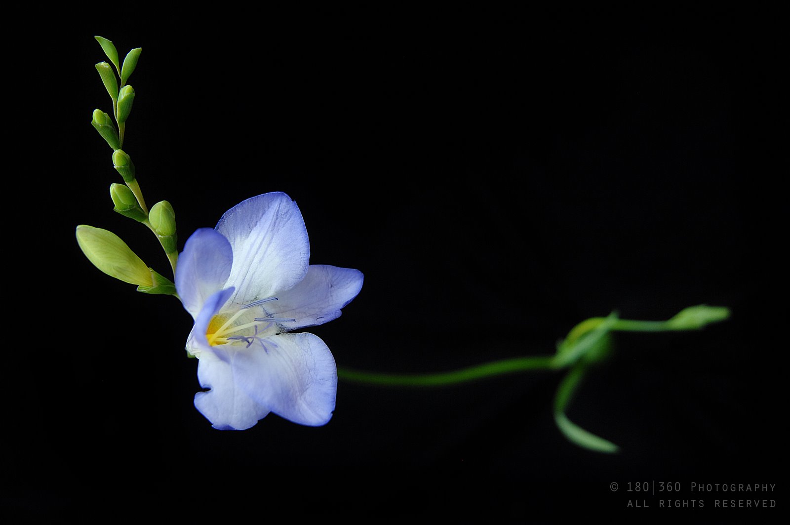 [180360LesFleurs.Freesia.jpg]