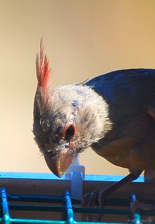 [6. Juvenile pyrrhuloxia 7-20-10[5].jpg]