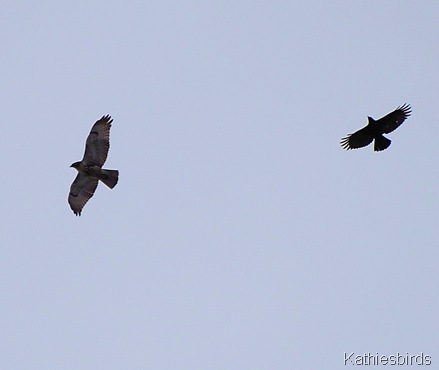 13. hawk n crow kathiesbirds