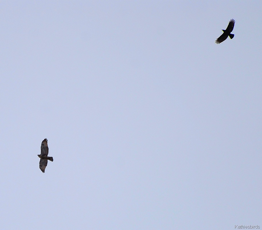 [14. parting crow Kathiesbirds[4].jpg]