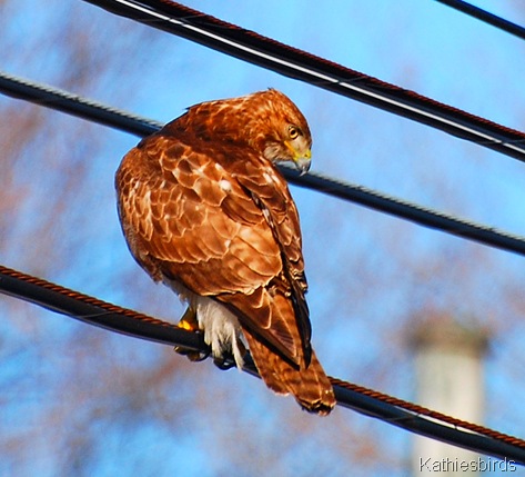 1. Red-tailed hawk