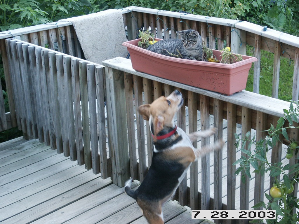 [Pets - 05[3].jpg]