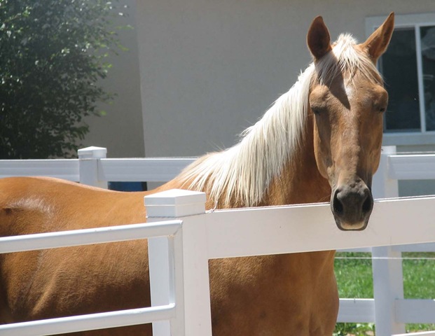 [horse new[7].jpg]