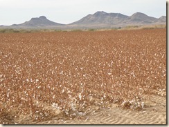 CottonField (4) CottonField (4)