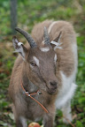N&auml;ckros