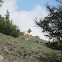 Mountain Goat