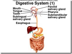 Digestive System - Medical Show
