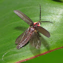 Firefly