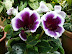 Munnar Nursery-1.JPG