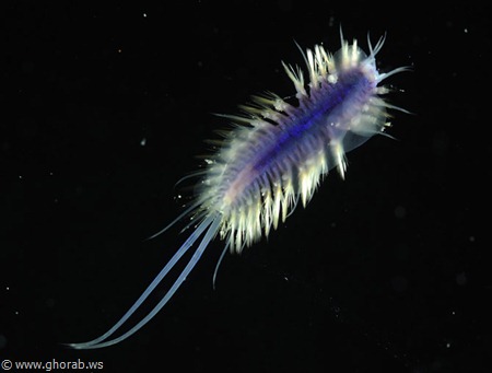 ستة مخلوقات تم اكتشافها تعيش في البحار العميقة Scale%20Worm%5B8%5D