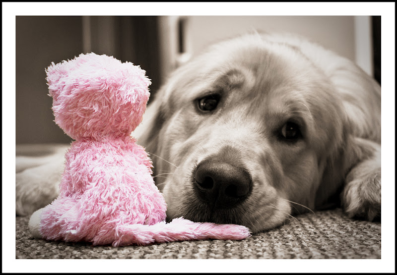 IMAGE: http://lh5.ggpht.com/_Kyr93-08jfU/TCPAgbYQjAI/AAAAAAAAAr4/HlIjhheVOVQ/s800/img_9229_01-21-2010-Edit_01_21_10.jpg