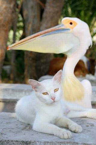 [amizade-animal20[4].jpg]