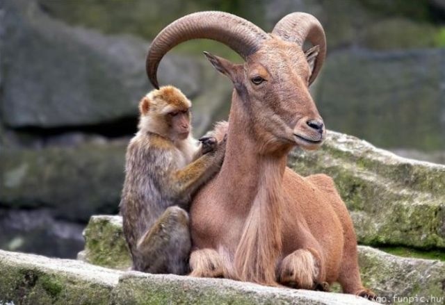 [amizade-animal4[4].jpg]