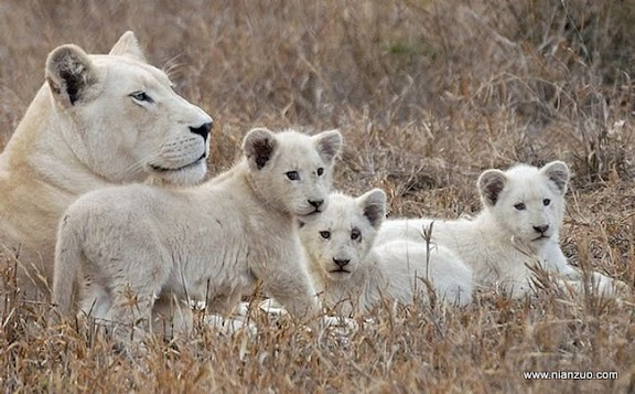 可爱的动物 珍贵的白狮,白狮
